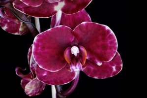 Phalaenopsis Gan Lin Black Diamond Montclair AM/AOS 80 pts.